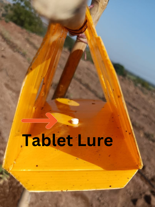Tablet Lure (525 × 700px)
